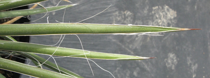 Pépinière Palmaris Agave schottii schottii