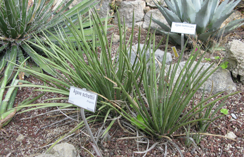 Pépinière Palmaris Agave schottii schottii Hanbury