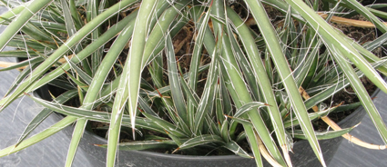 Pépinière Palmaris Agave schottii schottii