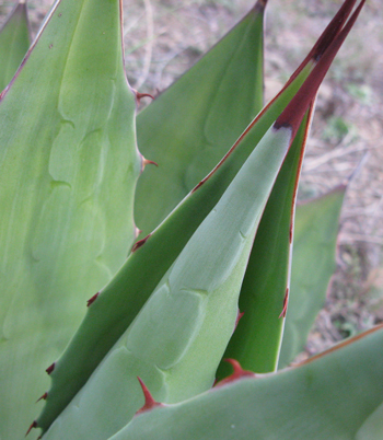 Pépinière Palmaris Agave sebastiana Foncaude