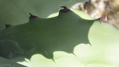 Pépinière Palmaris Agave sebastiana Foncaude