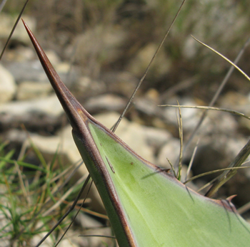 Pépinière Palmaris Agave sebastiana Foncaude