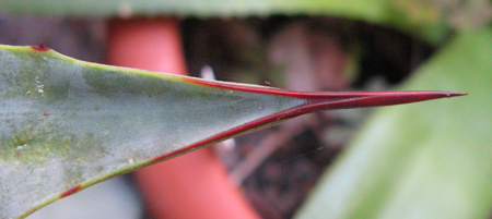 Pépinière Palmaris Agave sebastiana Piet