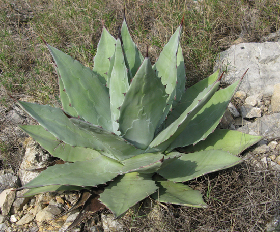 Pépinière Palmaris Agave sebastiana Foncaude