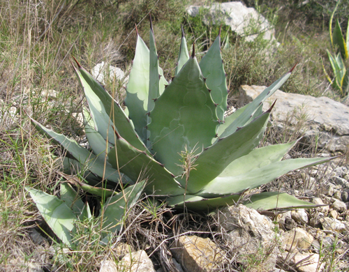 Pépinière Palmaris Agave sebastiana Foncaude