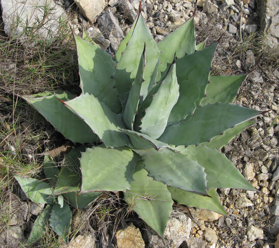 Pépinière Palmaris Agave sebastiana Foncaude