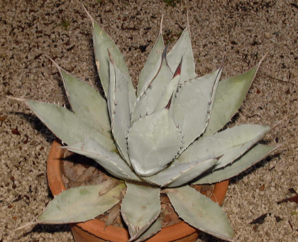 Pépinière Palmaris Agave sebastiana Navarro