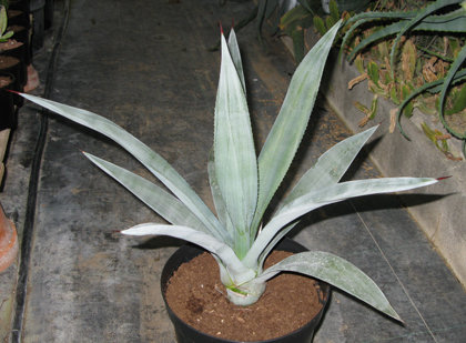 Pépinière palmaris Agave segurae