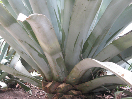 Pépinière palmaris Agave segurae Valencia