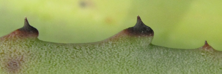 Pépinière palmaris Agave segurae