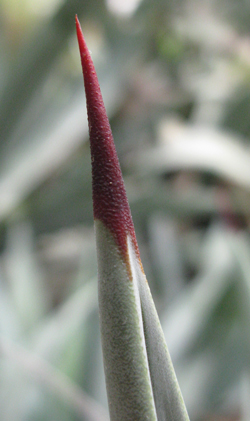 Pépinière palmaris Agave segurae Valencia