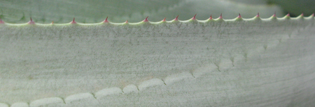 Pépinière palmaris Agave segurae