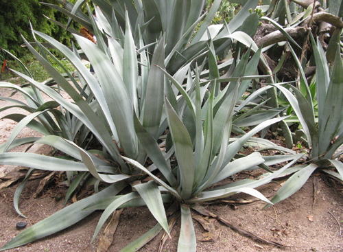 Pépinière palmaris Agave segurae Valencia