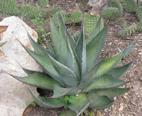 Palmaris Agave shawii goldmaniana Navarro