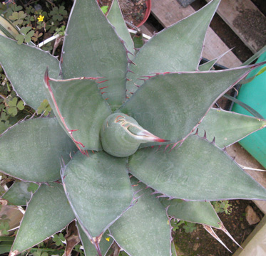 Palmaris Agave shawii goldmaniana Cactuseraie