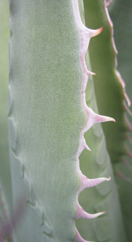 Palmaris Agave shawii goldmaniana