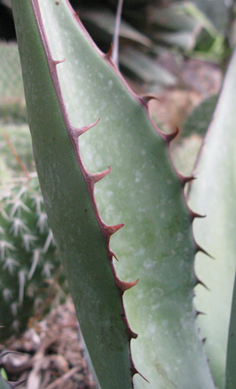 Palmaris Agave shawii goldmaniana