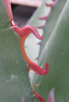 Palmaris Agave shawii goldmaniana