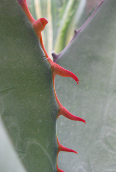 Palmaris Agave shawii goldmaniana