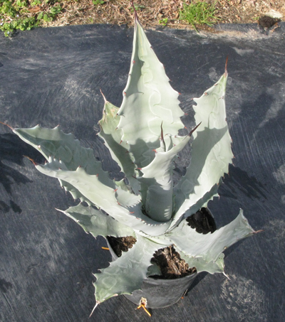 Pépinière Palmaris Agave shrevei  magna