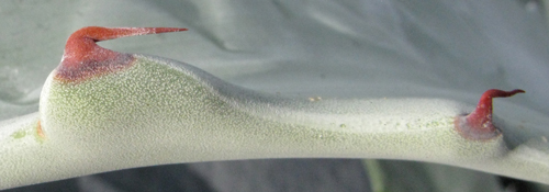Pépinière Palmaris Agave shrevei  magna