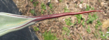 Pépinière Palmaris Agave shrevei  magna