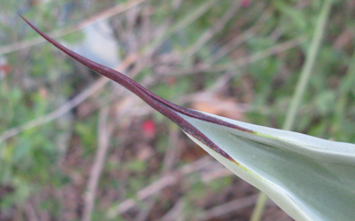 Pépinière Palmaris Agave shrevei  magna