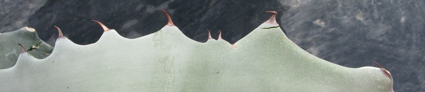 Pépinière Palmaris Agave shrevei  magna