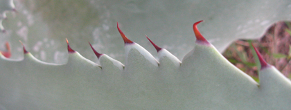 Pépinière Palmaris Agave shrevei  magna
