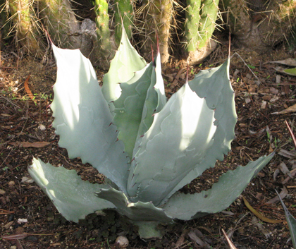 Pépinière Palmaris Agave shrevei  magna Navarro