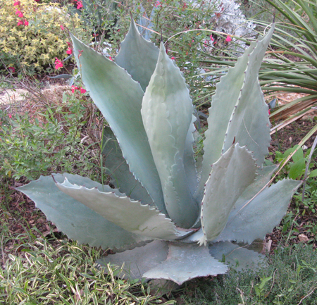 Pépinière Palmaris Agave shrevei  magna Navarro