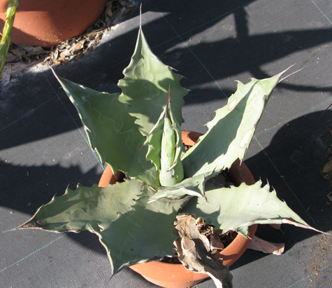 Pépinière Palmaris Agave shrevei  magna Van der Meer