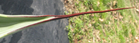 Pépinière Palmaris Agave shrevei  matapensis