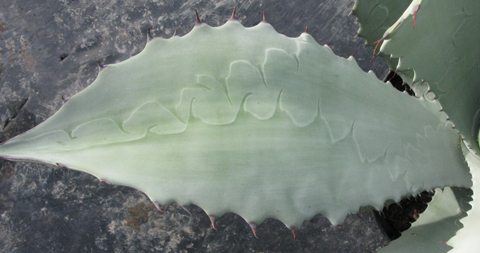 Pépinière Palmaris Agave shrevei  matapensis