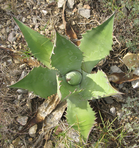 Pépinière Palmaris Agave shrevei  matapensis