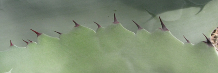 Pépinière Palmaris Agave shrevei  matapensis