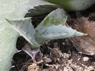 Pépinière Palmaris Agave shrevei  matapensis