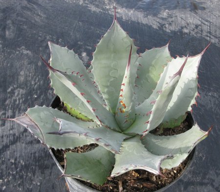 Pépinière Palmaris Agave shrevei shrevei