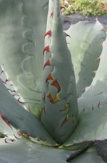 Pépinière Palmaris Agave shrevei shrevei