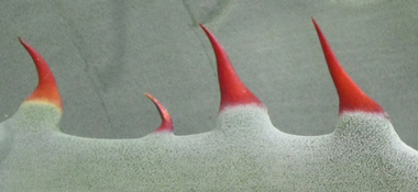Pépinière Palmaris Agave shrevei shrevei