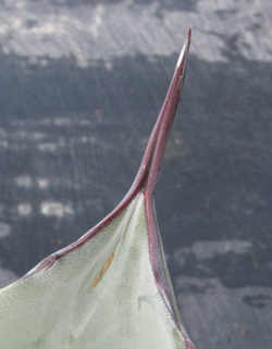 Pépinière Palmaris Agave shrevei shrevei