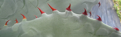 Pépinière Palmaris Agave shrevei shrevei
