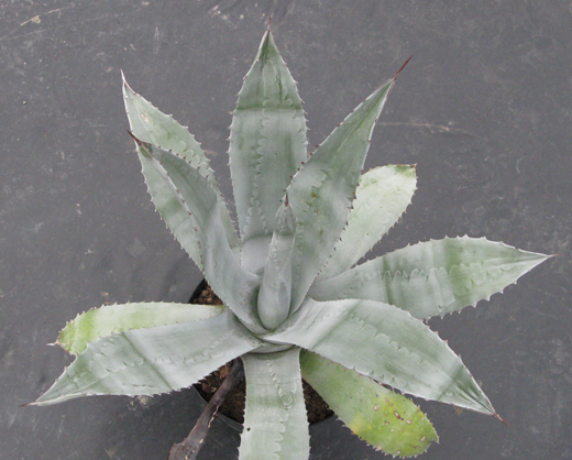 Pépinière Palmaris Agave asperrima X americana protoamericana "Silver surfer"