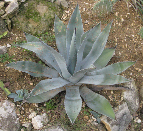 Pépinière Palmaris Agave asperrima X americana protoamericana "Silver surfer"