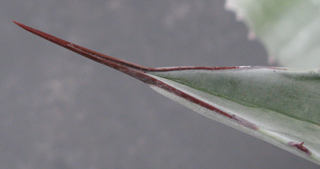 Pépinière Palmaris Agave asperrima X americana protoamericana "Silver surfer"