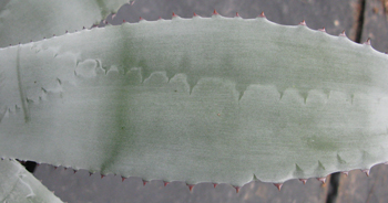 Pépinière Palmaris Agave asperrima X americana protoamericana "Silver surfer"