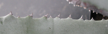 Pépinière Palmaris Agave asperrima X americana protoamericana "Silver surfer"