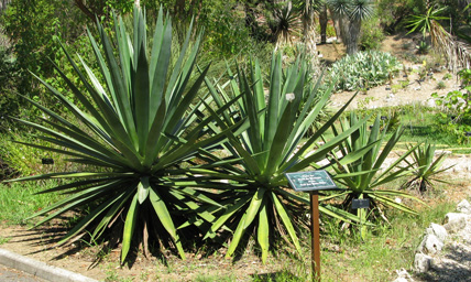 Palmaris Agave sisalana Nice