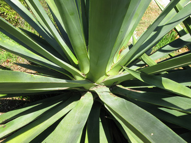 Palmaris Agave sisalana Nice