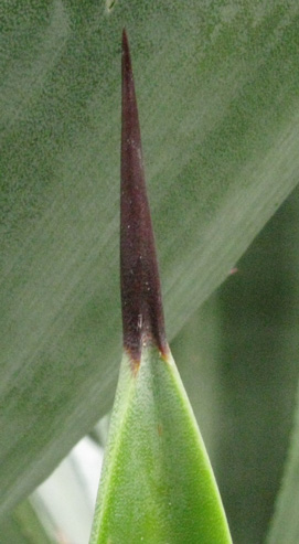 Palmaris Agave sisalana